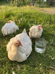 Tes_Cloe_Karel_in_gras